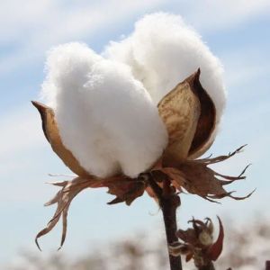 Raw Cotton