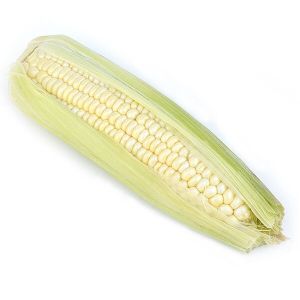 Fresh White Corn