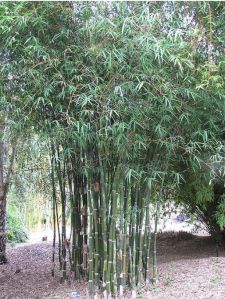 Tulda Bamboo plants