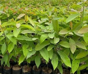 Green Avocado Plant