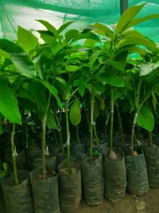 Green Grafted Avocado Plant