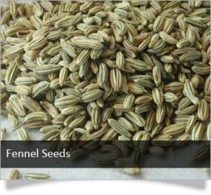 Fennel Seeds