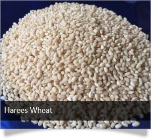 Harees Wheat