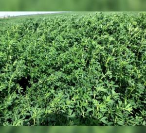 Alfalfa natural & dry grass