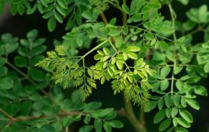 Moringa Leaves Powder