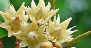Divine Aroma