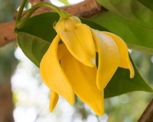 Divine Aroma