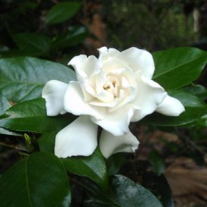 Divine Aroma