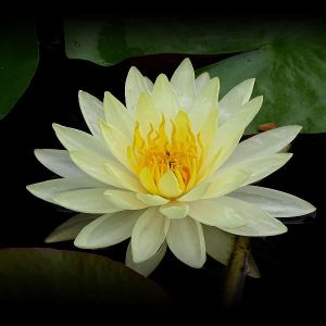 Divine Aroma