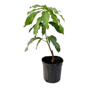 Mango Plant