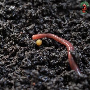 Vermicompost Fertilizer for Farms and Gardens