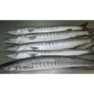 Frozen Barracuda Fish