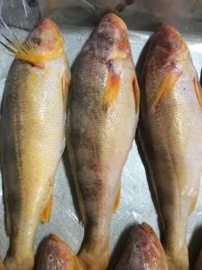 Frozen Croaker Fish