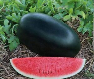 Watermelon , Tarbuj