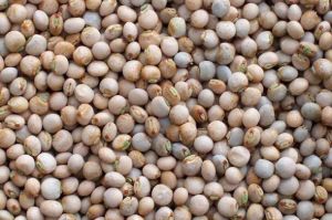 Pigeon Peas Whole - Pulses