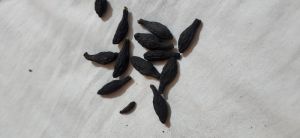 organic chebula seeds