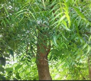 Neem Leaves