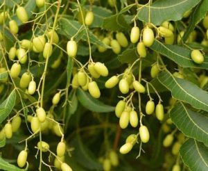 Neem Seeds