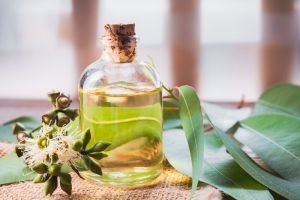 Eucalyptus Essential Oil