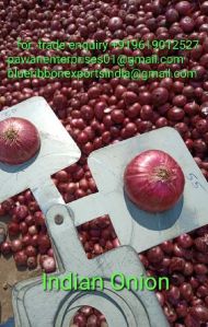 Indian Red Onion