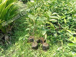 Mousumi Plant
