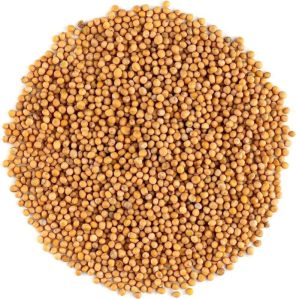 Natural Yellow Mustard Seed