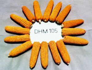 DHM 105 Maize