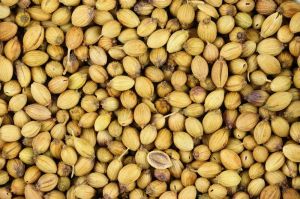 Organic Coriander Seeds