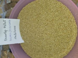 Browntop Millet Rice