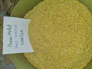 proso millet rice