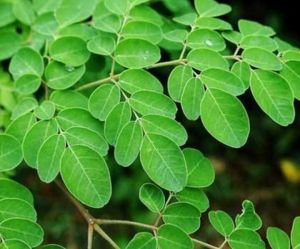 Moringa Oleifera Leaves