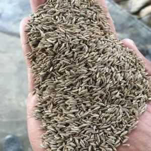 Brown Cumin Seeds