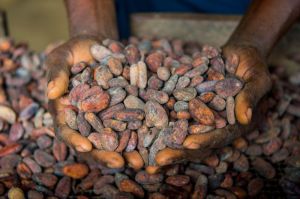 Cocoa Beans Seeds