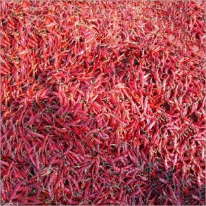 Dried Red Chilli.