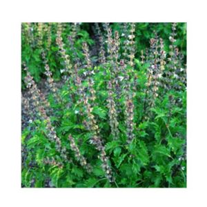 Ocimum Basilicum