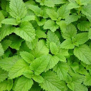 lemon balm