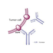 Panitumumab Solution for Intravenous Infusion