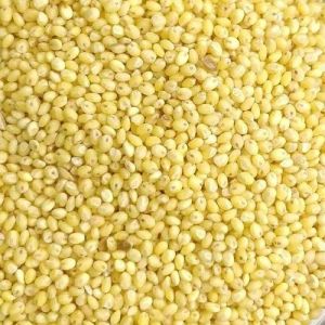 Proso Millet Seeds