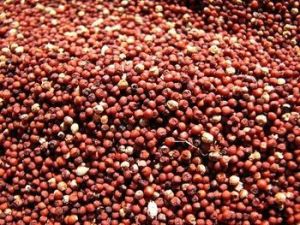 Ragi Millet Seeds