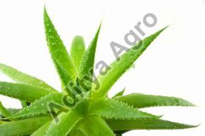 Natural Aloe Vera Plant