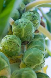 Brussels Sprouts