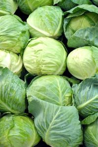 Fresh Cabbage