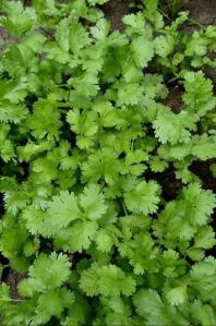 Fresh Coriander Leaves