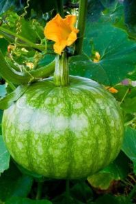 Fresh Green Pumpkin