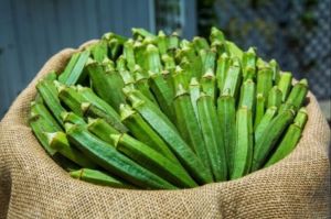 Fresh Okra