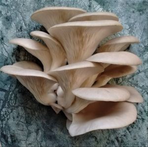 Fresh Oyster Mushrooms