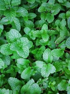 Mint Leaves