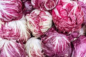 Red Radicchio