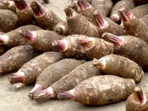 Taro Root