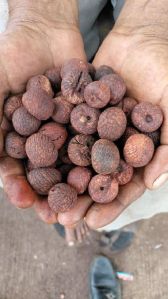 Fresh Areca Nut/ Chali